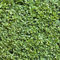 GreenboutiQ - Heckenpflanzen - Buxus sempervirens - Blatt grün - 8 Pflanzen - 1 laufender Meter - immergrün - Topf 9cm Höhe 20-25cm