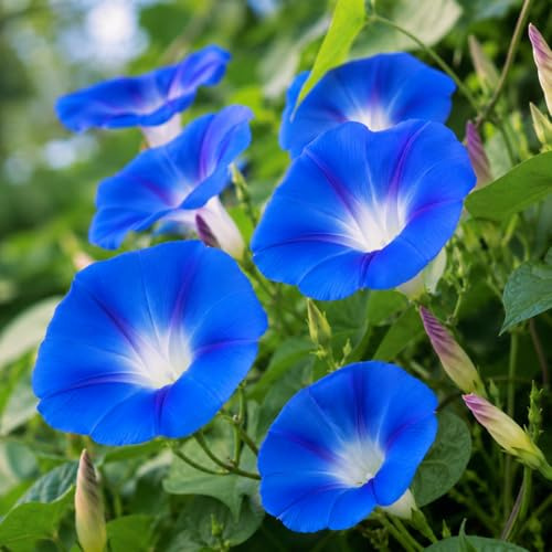 Semi di Ipomea Blu – 100 Semi di Fiore Rampicante Ornamentale, Fioritura Azzurra Decorativa per Giardino, Balcone e Vaso – Ideale per Pergolati, Recinzioni e Terrazzi – Facile da Coltivare
