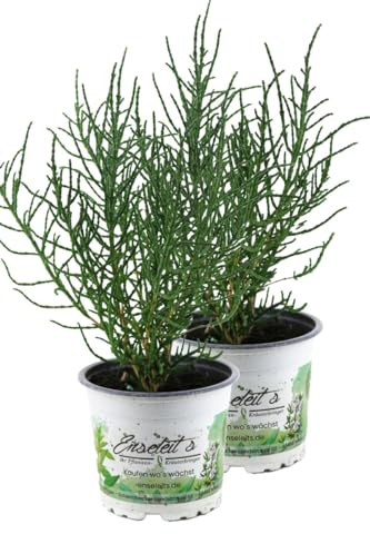 2er Set Salzkraut Pflanze Salicornia europaea, Kräuter Pflanze, Queller