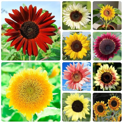 1000 Stück sonnenblumen samen, Lila Sonnenblumen Saatgut, Beliebte Blumensamen, Ideale Garten Pflanzen, sonnenblumen Geeignet für Garten und Balkon