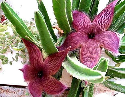 Portal Cool 71 Stapelia Grandiflora ** Grande Beautiful !! ***** / Cactus Succulente:Seeds Only