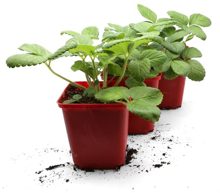 FLORTUS Erdbeerpflanzen Hummi® Klettererdbeere | 3 XXL Pflanzen Erdbeeren im Topf | Klettererdbeeren Pflanzen winterhart mit süßen, großen Erdbeeren
