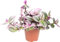 Tradescantia Nanouk Natural Planta de Interior y Exterior