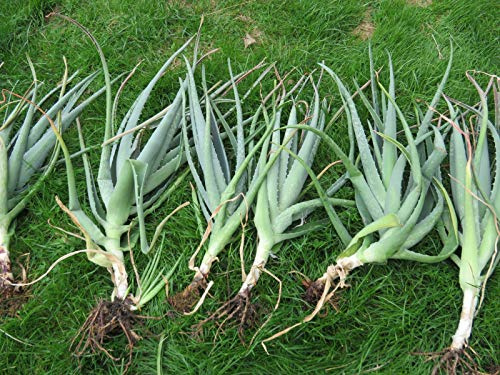 Aloe Vera Barbadensis Miller Pianta 30-50 cm