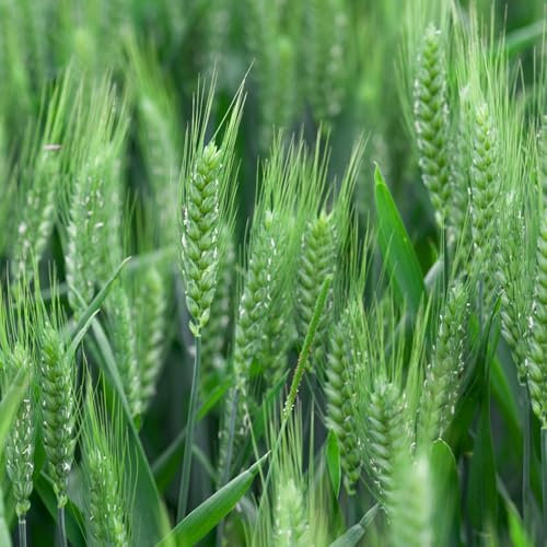 semi di grano da piantare - semi di piante da appartamento semi di copertura del terreno resistenti semi di erba di grano Semi di bonsai piante di pietra resistenti copertura del 100pcs