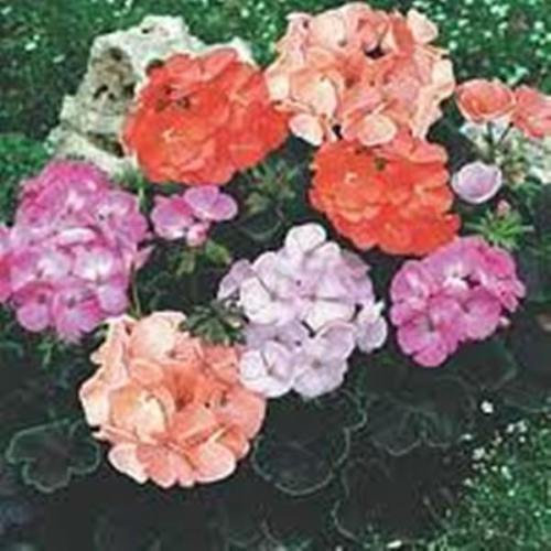 10 Samen Black Velvet F1 Geranium Samen schöne Farben