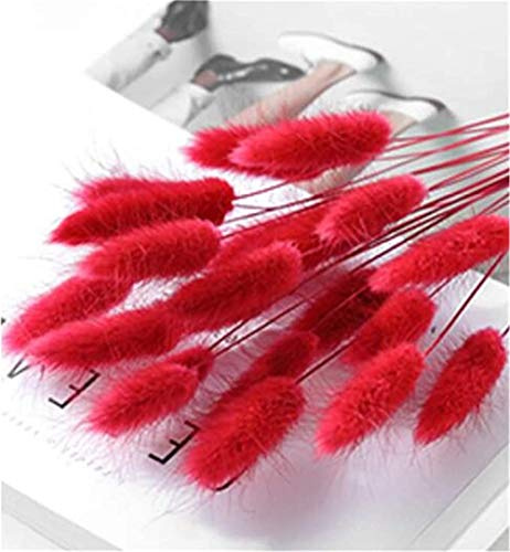 Nicole Knupfer Lot de 20 petites fleurs séchées naturelles de la pampa séchées pour décoration de jardin (rouge)