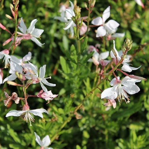 6x Prachtkerze 'White Dove' - Gaura lindheimeri 'White Dove' - Topf 9x9cm