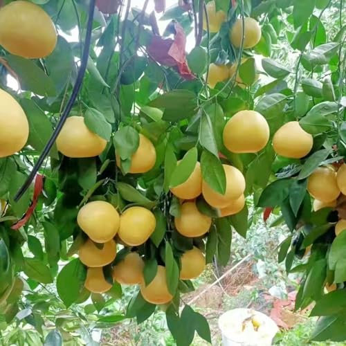 600 pcs Pomelo baum samen, obst frisch gartenarbeit geschenke für gartenliebhaber säulenobst dekoration wohnzimmer obstbäume kaufen zimmerpflanze obstbäume deko pflanzen