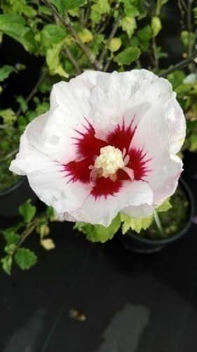 Hibiscus syr. 'Helene' - Garteneibisch 40-60 cm Container
