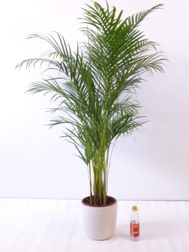 Goldfruchtpalme 140 cm Chrysalidocarpus lutescens - Areca Palme / Zimmerpalme