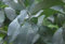 Eucalyptus globulus - Eukalyptusbaum - 20 Samen