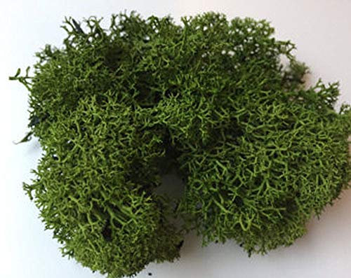 Air Plant - Reindeer Moss DARK GREEN for Tillandsia - Airplant Flower Arranging House Decoration
