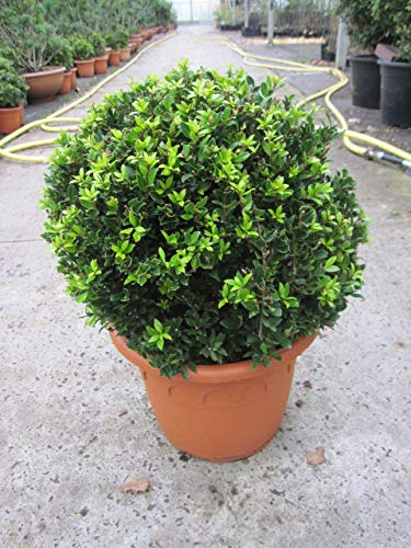 Ilex crenata Twiggy Kugel - Berg-Ilex Twiggy Kugel