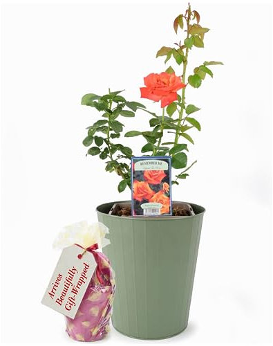Remember Me Hybrid Tea Rose Plant – Delivered in A 5.5 Litre Recyclable Nursery Pot. Beautifully Wrapped. They are Not Fake. These are Real, Living, British Grown, Garden Ready, Outdoor Flowers