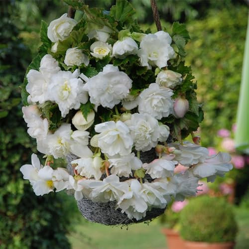 Carbeth Plants - 10 x Trailing White Begonia Pendula Tubers - Easy to Grow Perennial Hanging Begonia Flowers - Planting in Garden Hanging Baskets, Pots, Containers