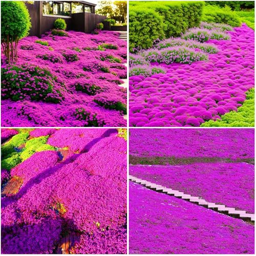 10000+ Verschiedenen Farben Thymian Samen, Bodendecker Winterhart Mehrjährig, Einfach Zu Pflanzen Kriechender Thymian für Rasen und Gärten im Freien (Rosa 10000+)