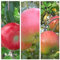 Trio Familienbaum Kinderapfelbaum mit den Sorten Roter Gravensteiner - Rubinola (S) - Topaz (S) 7,5 Liter Topf, M7
