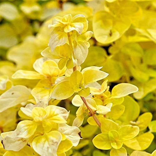 Oregano Plug Plants. 'Gold Nugget'. Culinary, Perennial herb with Lovely Golden Yellow Leaves. Medium Plug Plants x 4. Available from Bedwen Plants