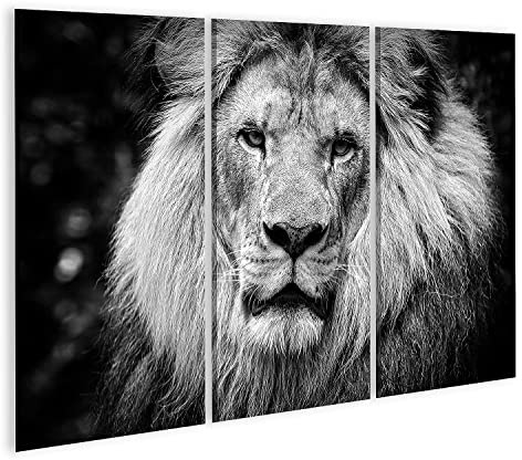 islandburner Bild auf Leinwand Schwarz Weiss Männlicher Afrikanischer Löwe Lion King Bilder Wandbilder Poster INPR-3P