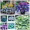 Hosta-Zwiebeln,Gut FüR Container,Hosta Knollen,Hosta Pflanze Winterhart,Bodendecker,Winterhart MehrjäHrig,Hosta Rhizom,GroßE Blattpflanzen,Funkien Knollen-15zwiebeln-A