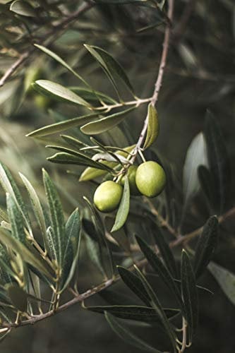 Pianta di Ulivo Albero di Olivo varietà Ascolana Età 2 anni Pianta da esterno di Ulivo o Olea Europea Pianta vera da mangiare di Ulivo o Olivo venduta da eGarden.store