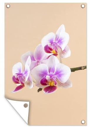 MuchoWow Outdoor-Poster Poster Wanddeko draußen Deko Garten Gartenposter 40x60 cm Weiße und rosa Orchidee