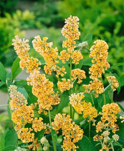 Buddleja weyeriana 'Sungold' 80-100 cm - Schmetterlingsflieder, goldgelbe Blüten, Blütezeit Juli-Oktober, Schmetterlingsmagnet, pflegeleicht und winterhart