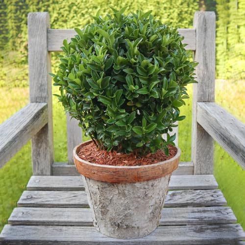 Japanischer Spindelstrauch 'Green Wonder'®, 2er-Set, grün, Kugel 25-30 cm