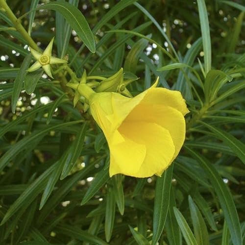 100pcs Fresh Yellow Oleander Flower Seeds