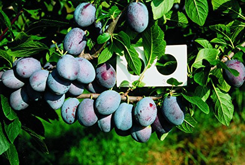 Pflaume Katinka Busch im 7,5 l Topf, 60 cm Stammhöhe