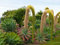 Genipap 15 FOXTAIL AGAVE ATTENUATA Baumsamen