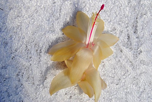 SEMI DI GERMINAZIONE: Weihnachtskaktus de démarrage Pflanze ~ Goldschmetterling Schlumbergera
