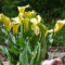 Bulbos Calas Colores Bulbos Calas Gigantes Bulbos De Calas De Colores, Novato, JardíN, Calas Plantas, Calas Gigantes Bulbos De Calas, Zantedeschia Aethiopica Calas Bulbos -6bulbos-F
