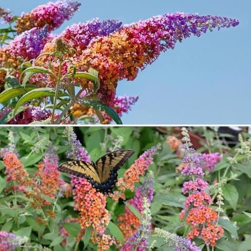 300 Semi di Buddleja Davidii - Semi di Cespo delle Farfalle (Fiori Viola) - Attira Api, Colibrì e Farfalle - Pianta Perenne per Giardino - Ideale per Esterni