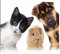 Pixxprint Lustiges Trio Hund Katze Meerschwein, Größe: 100x70cm, Leinwandbild, fertig gespannt, Wandbild, Dekoration, Kunstdruck, kein Poster