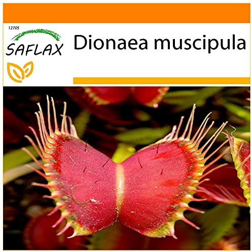 SAFLAX - Jardin dans le sac - Dionée attrape-mouche - 10 graines - Dionaea muscipula