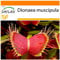 SAFLAX - Garden in the Bag - Venere acchiappamosche - 10 semi - Dionaea muscipula