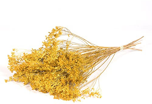 FloristryWarehouse Dyed Bunch of Dried Broom Bloom 40cm/15 Inches Yellow