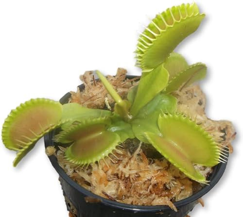 Venus Natural Planta que Atrapa Moscas - Maceta 9cm