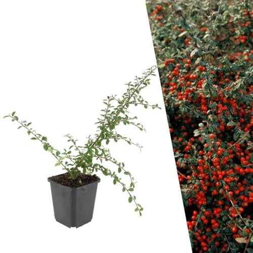 Plants by Frank | 12 Zwergmispel Pflanzen | Cotoneaster suecicus 'Coral Beauty' | Bodendecker winterhart mehrjährig | Pflanzen für Garten | Stauden winterhart mehrjährig | Gartenpflanzen