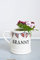 Sweet William Diseño con Texto Taza