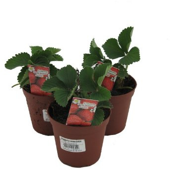 3 Pflanzen Senga Sengana, Erdbeere, Erdbeerpflanze im 9cm Topf