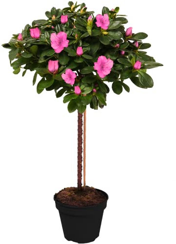 Azalea Japonica Tree | Trees for Small Gardens Border Patio Potted Plants | Lollipop Stem Trees | Red, White, Pink, Bicolour, Orange & Purple | 2-3ft (Pink)