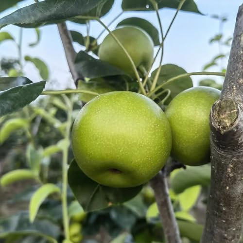 100 piezas comprar semillas de peral, fruta columnar resistente, semillas orgánicas Peral - Pyrus communis - semillas de frutas, plantas en macetas extremadamente resistentes plantas