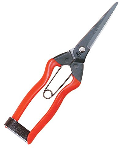 Sécateur pour Récolte de Fruits et Légumes 20 cm - Koshiji Fabriqué au Japon