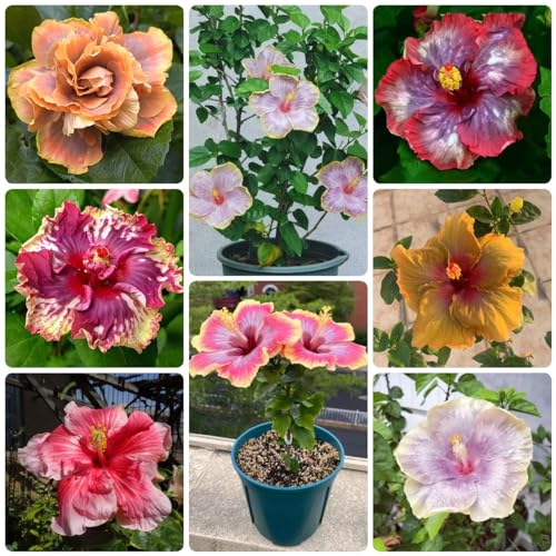 60 pcs hibiskus samen winterhart samen - pflanzen garten dachbegrünung bienen wiese,Hibiscus syriacus, gartenarbeit winterharte pflanzen für garten pflanzenkübel mini garten zimmerpflanzen
