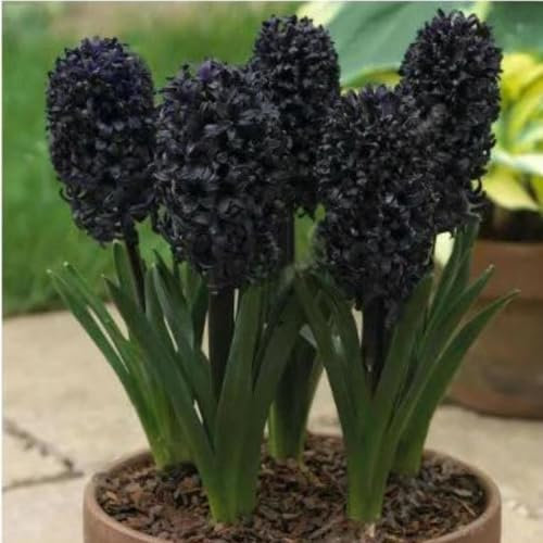 Jacintos bulbos,Bulbos de jacintos blancos,bulbos de flores jacintos,Planta De jacinto,flores perennes,plantas raras,bulbos de jacintos,flores decorativas,resistentes al frío.-6bulbos-D