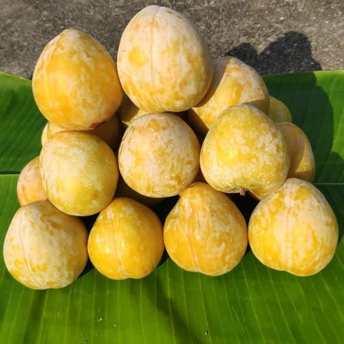 pflaumenbaum winterhart samen, pflaume baum samen - obstsamen, winterfeste pflanzen für balkon pflaumen samen, sapote frucht, winterharte kübelpflanzen bio saatgut, alte sorten 10pcs