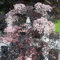 YouGarden Sambucus nigra 'Black Lace' plant in 2-3L pot